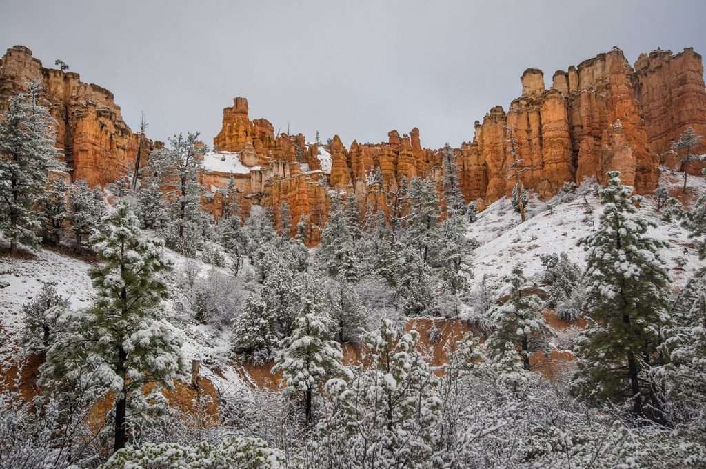 snowy landscape of pine trees under hoodoos