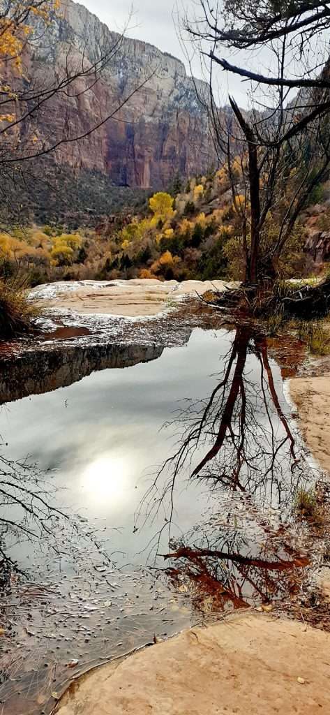 tree and large puddle of water in mountain landscape