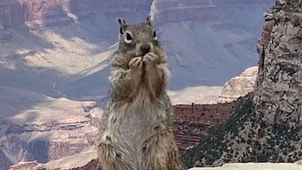 National Park Express national park express explore the wildlife img1