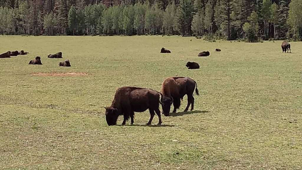 National Park Express national park express explore the wildlife img4