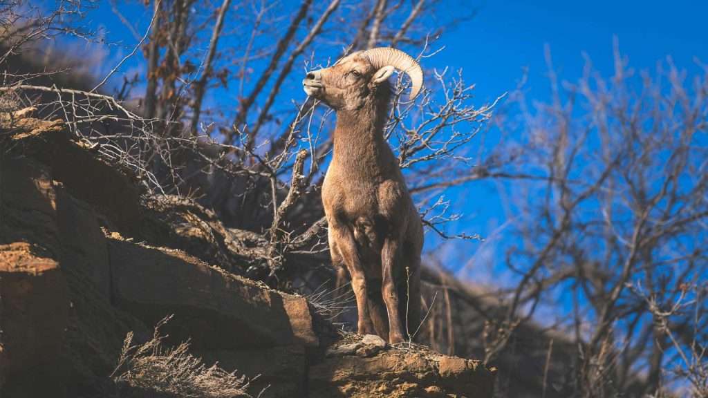 National Park Express national park express explore the wildlife img5