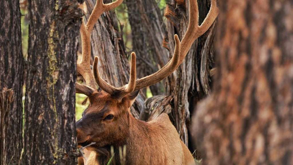 National Park Express national park express explore the wildlife img7 1