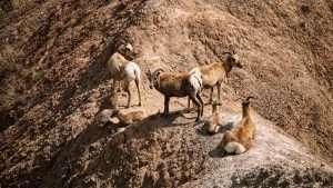 National Park Express national park express explore the wildlife img8